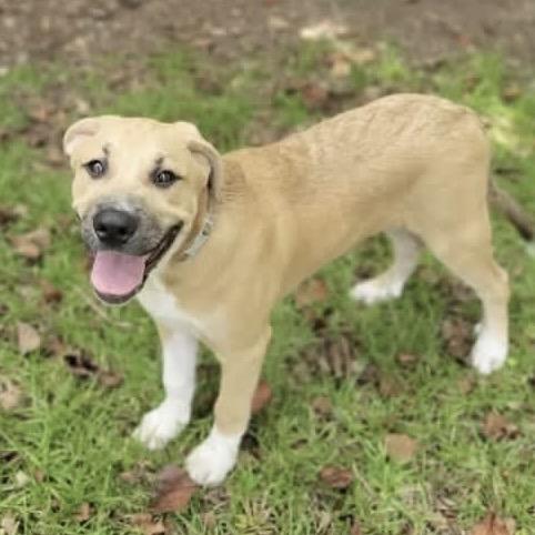 Enlarge Beau, a Adoptable mixed breed in Ferndale, MI image 5/6
