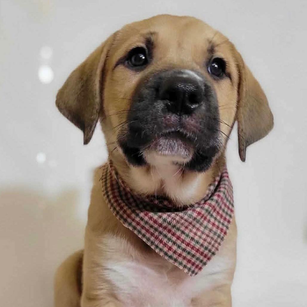 Enlarge Beau, a Adoptable mixed breed in Ferndale, MI image 6/6