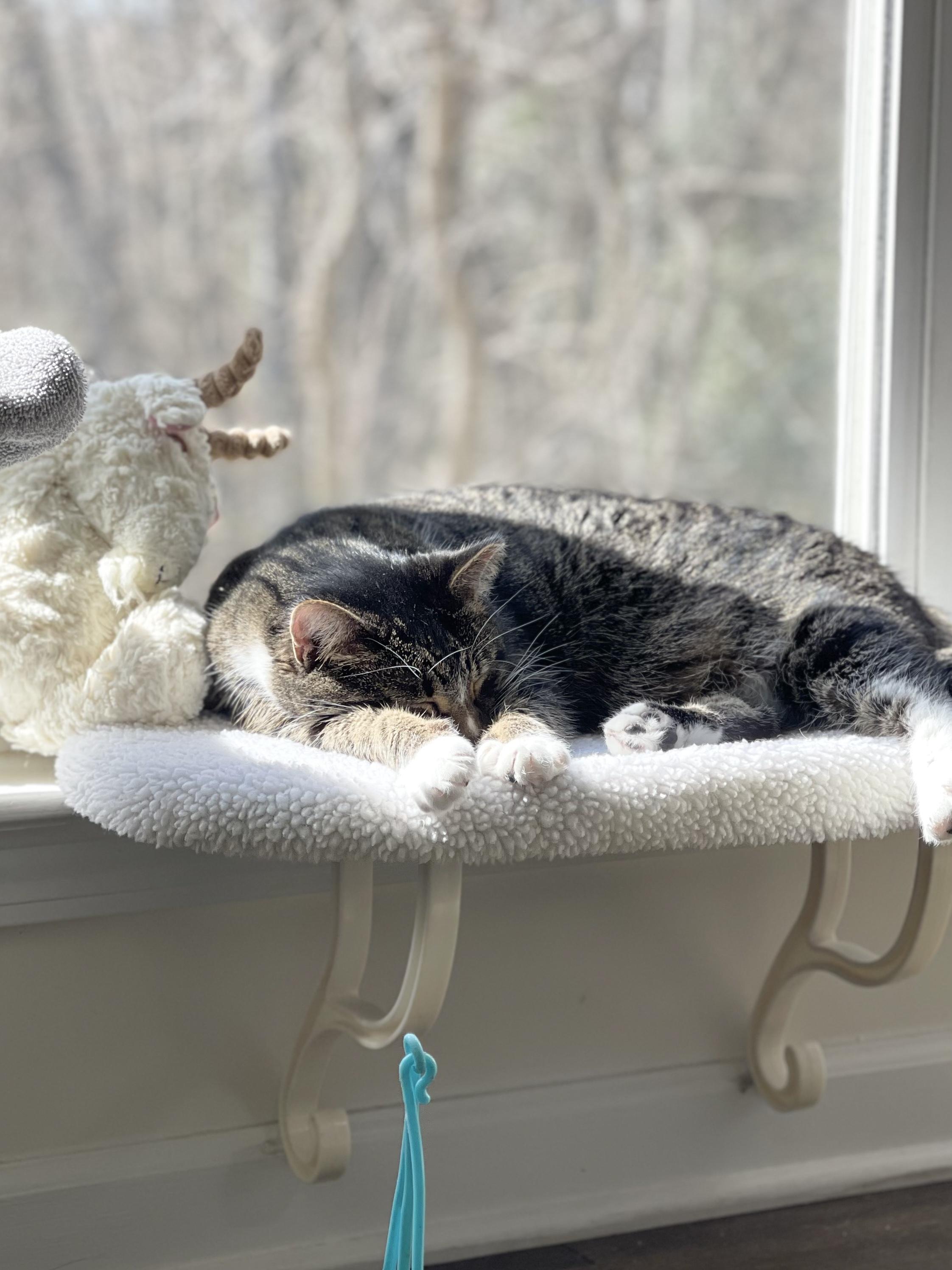 Enlarge Abby, a Adoptable American Shorthair in Charlotte, NC image 3/5