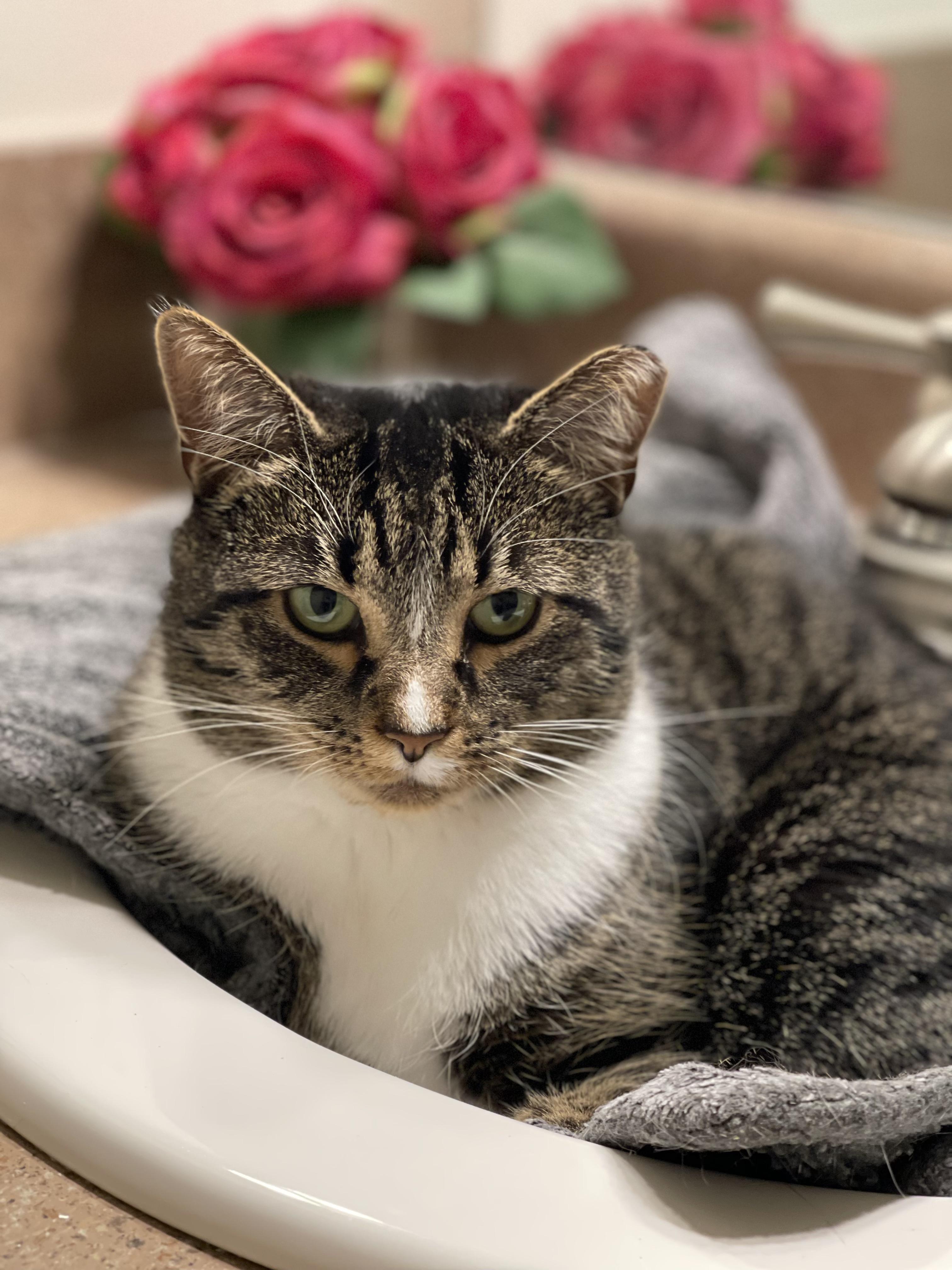 Enlarge Abby, a Adoptable American Shorthair in Charlotte, NC image 1/5
