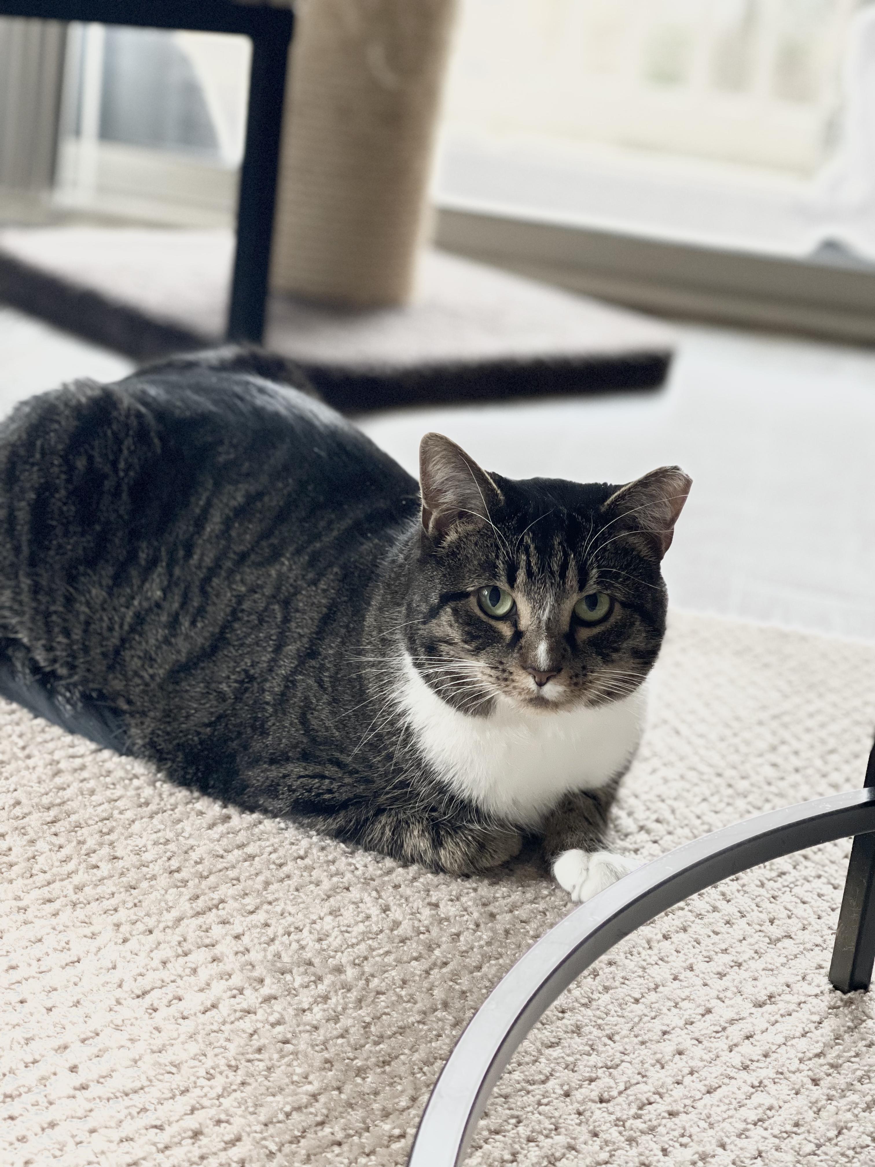 Enlarge Abby, a Adoptable American Shorthair in Charlotte, NC image 5/5