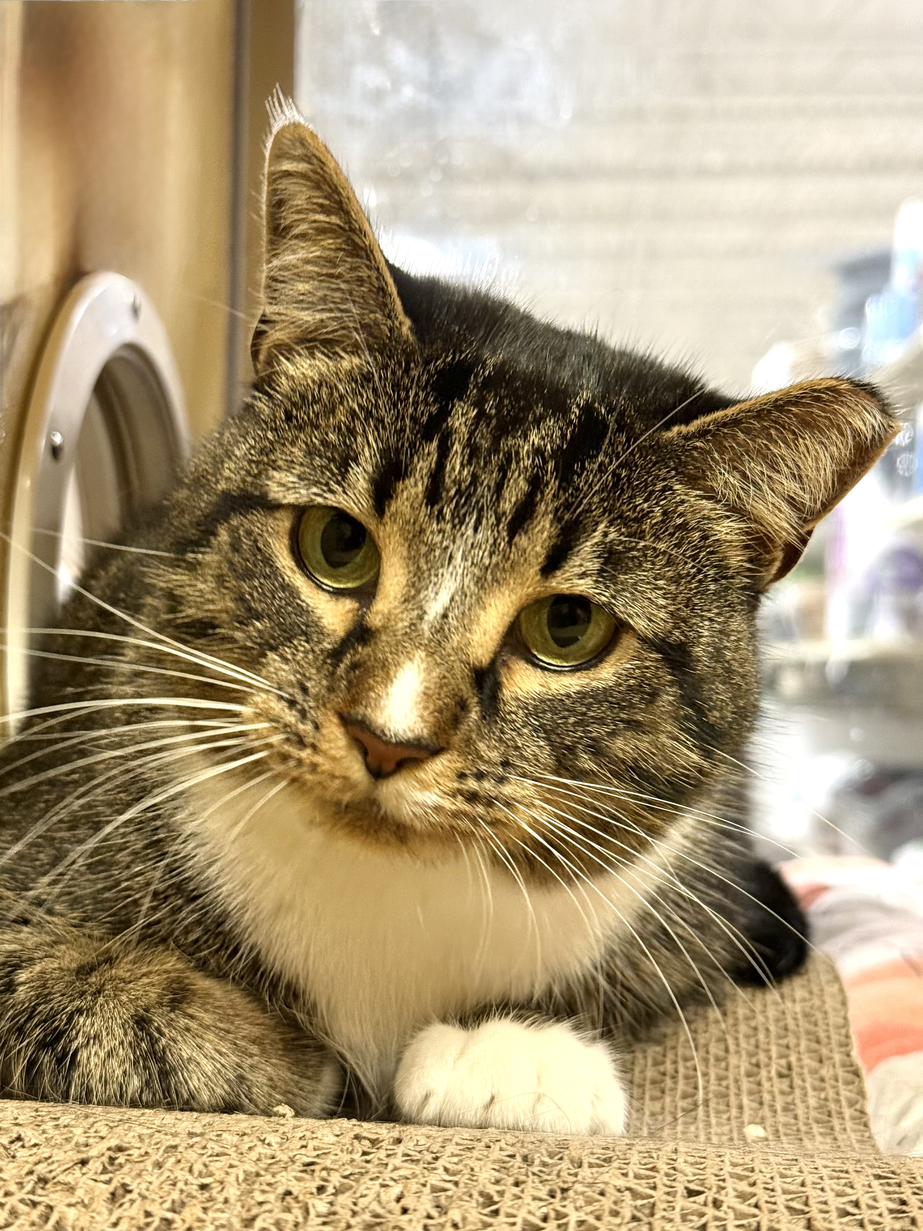 Enlarge Abby, a Adoptable American Shorthair in Charlotte, NC image 4/5
