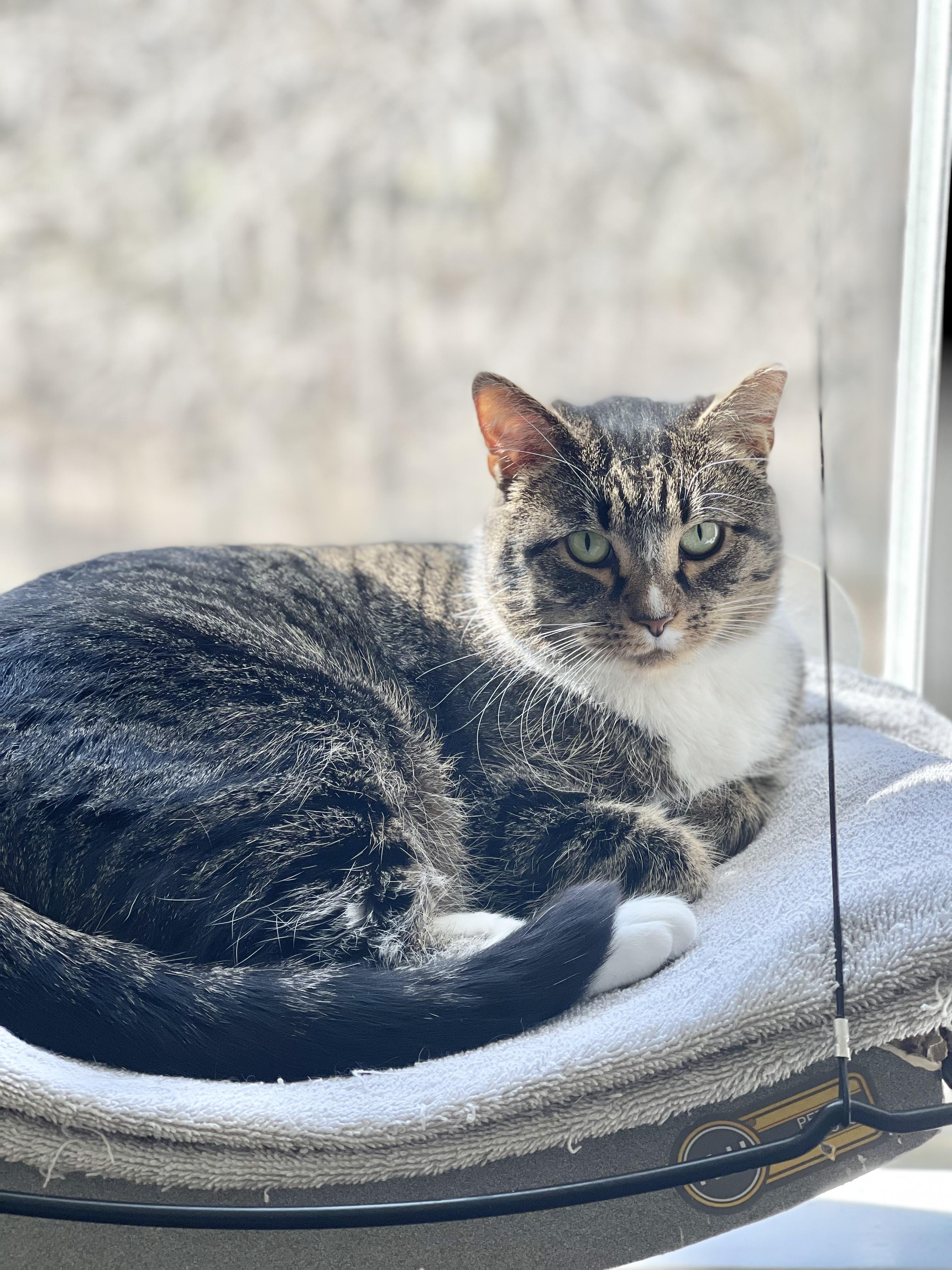 Enlarge Abby, a Adoptable American Shorthair in Charlotte, NC image 2/5