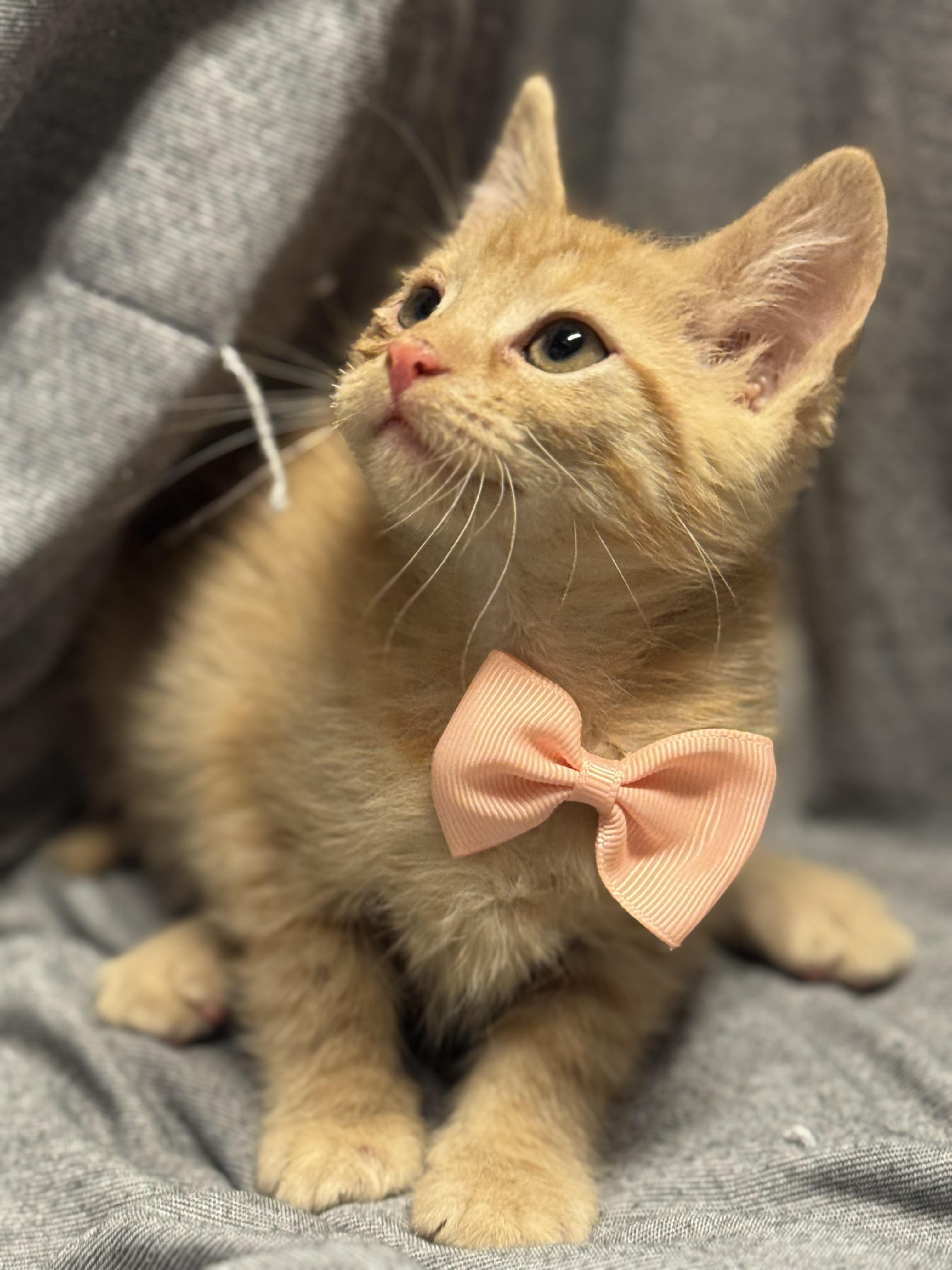 Enlarge Lady Snacks , a ADOPTABLE Domestic Short Hair in Fredericksburg, VA image 2/2