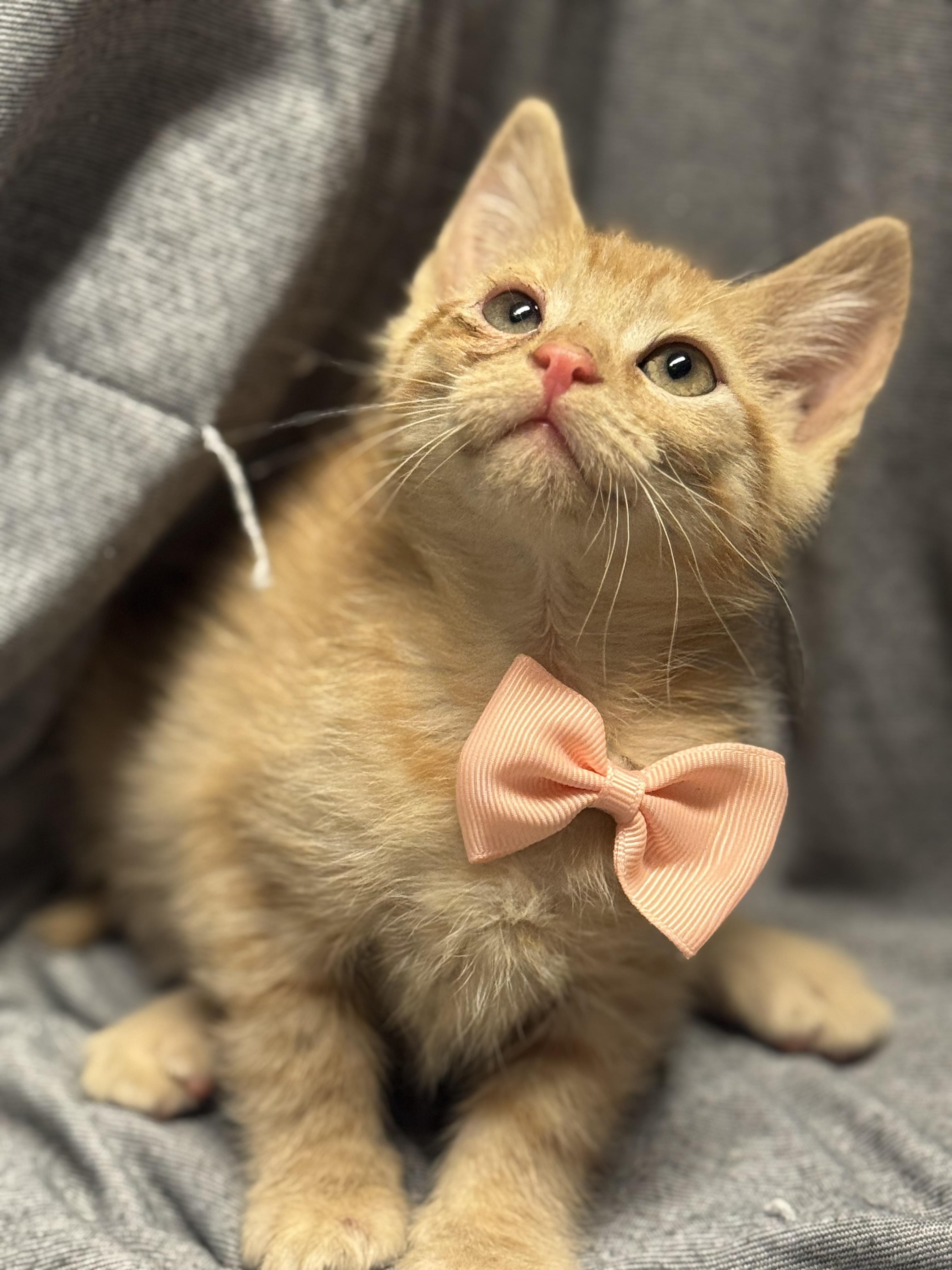 Lady Snacks , ADOPTABLE, Kitten Female Domestic Short Hair.