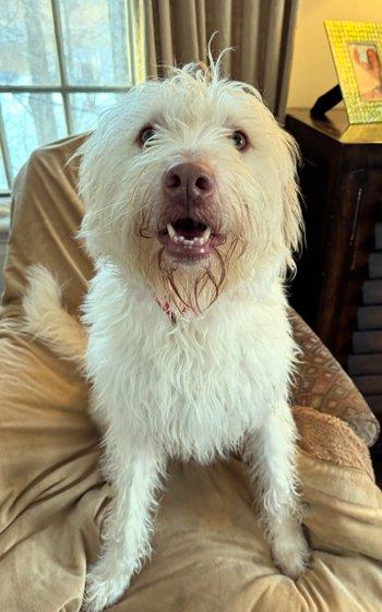Kylie, ADOPTABLE, Adult Female Spinone Italiano.