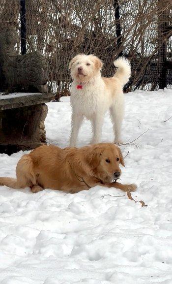 Enlarge Kylie, a ADOPTABLE Spinone Italiano in Bedford Hills, NY image 5/6