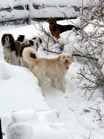 Enlarge Kylie, a ADOPTABLE Spinone Italiano in Bedford Hills, NY image 6/6
