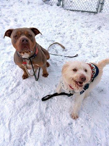 Enlarge Kylie, a ADOPTABLE Spinone Italiano in Bedford Hills, NY image 3/6