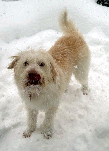 Enlarge Kylie, a ADOPTABLE Spinone Italiano in Bedford Hills, NY image 4/6