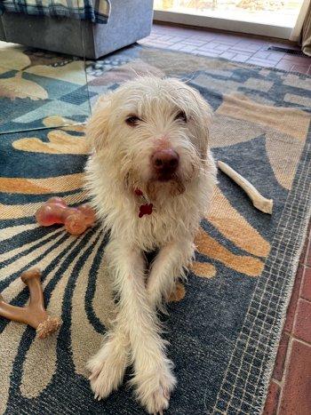 Enlarge Kylie, a ADOPTABLE Spinone Italiano in Bedford Hills, NY image 3/6