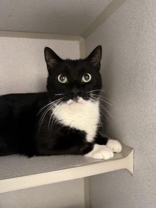 Enlarge Loki, a Adoptable mixed breed in East Brookfield, MA image 1/1