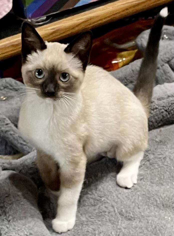 Sassy, Baby Female unknown