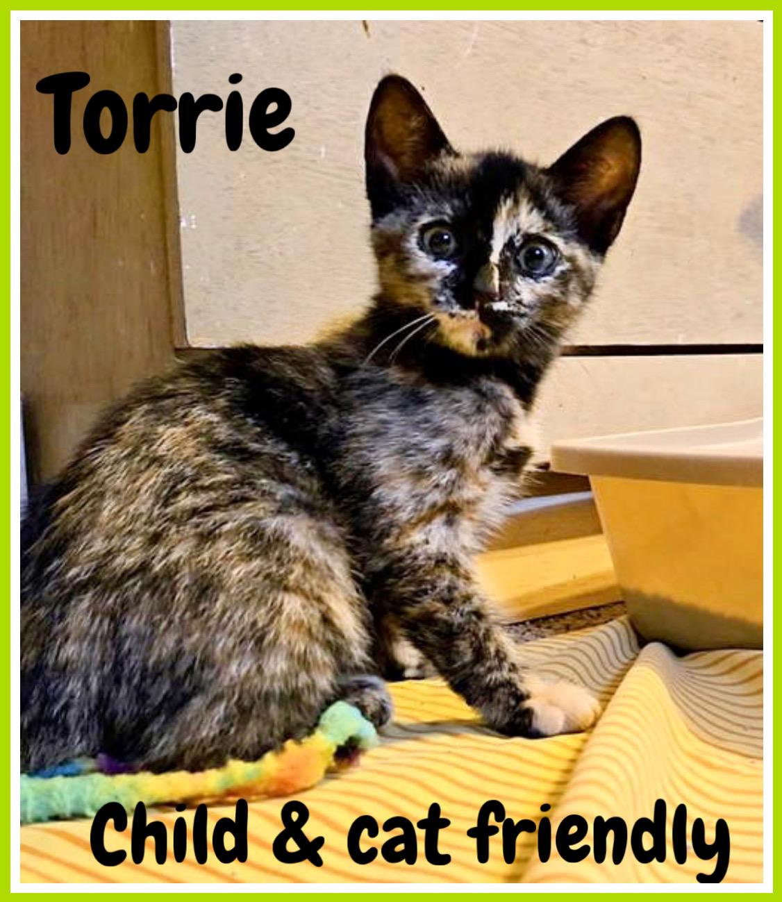 Torrie, Willow Grove PS (FCID 06/17/2025-121)