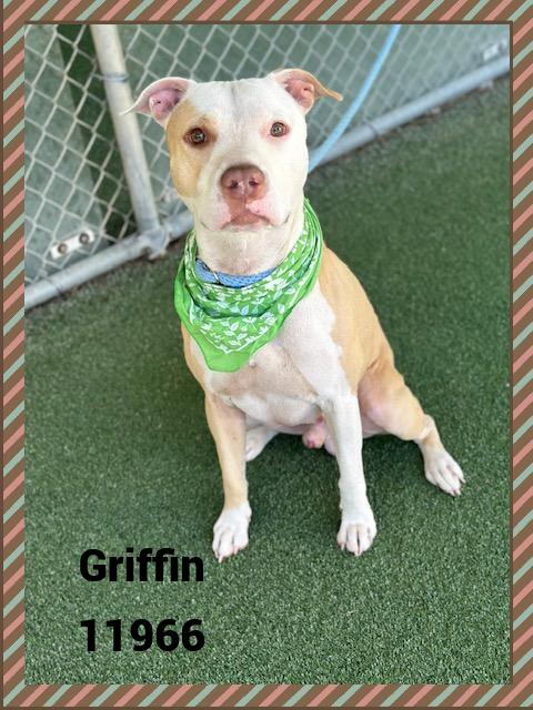 GRIFFIN
