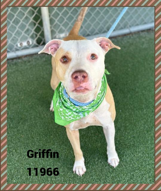 Introducing Griffin He was on an adventure when spotted and arrived to the shelter on 715 Griffin