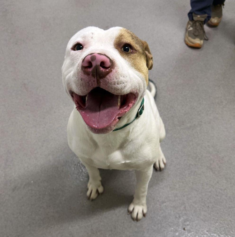 Lil Homie, a Adoptable Mixed Breed in Alexandria, VA image 1/2