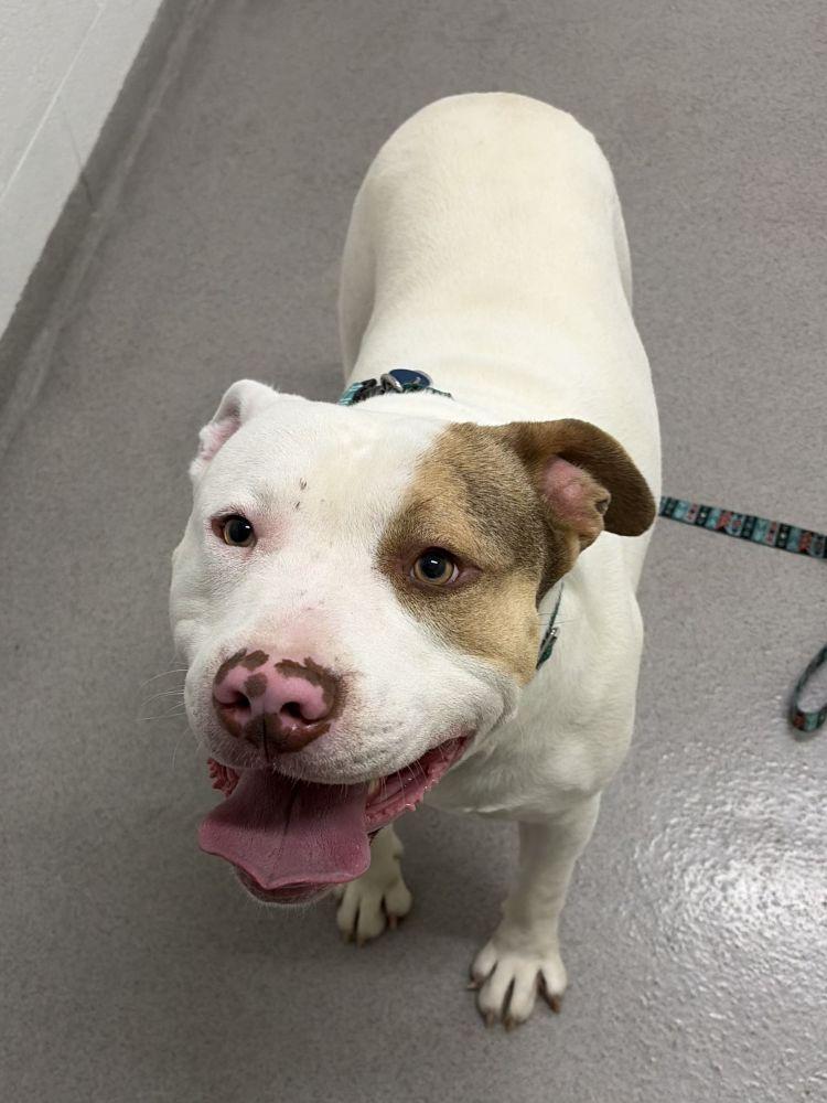 Lil Homie, a Adoptable Mixed Breed in Alexandria, VA image 2/2