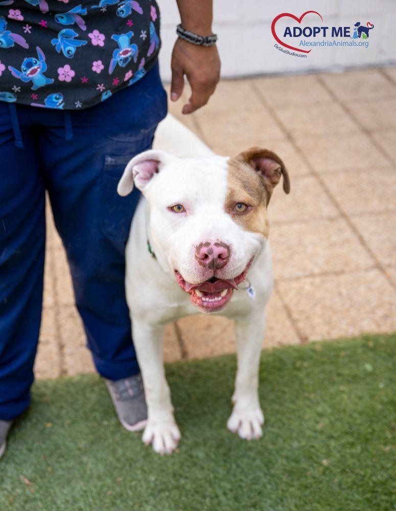 Enlarge Lil Homie, a Adoptable Mixed Breed in Alexandria, VA image 2/2