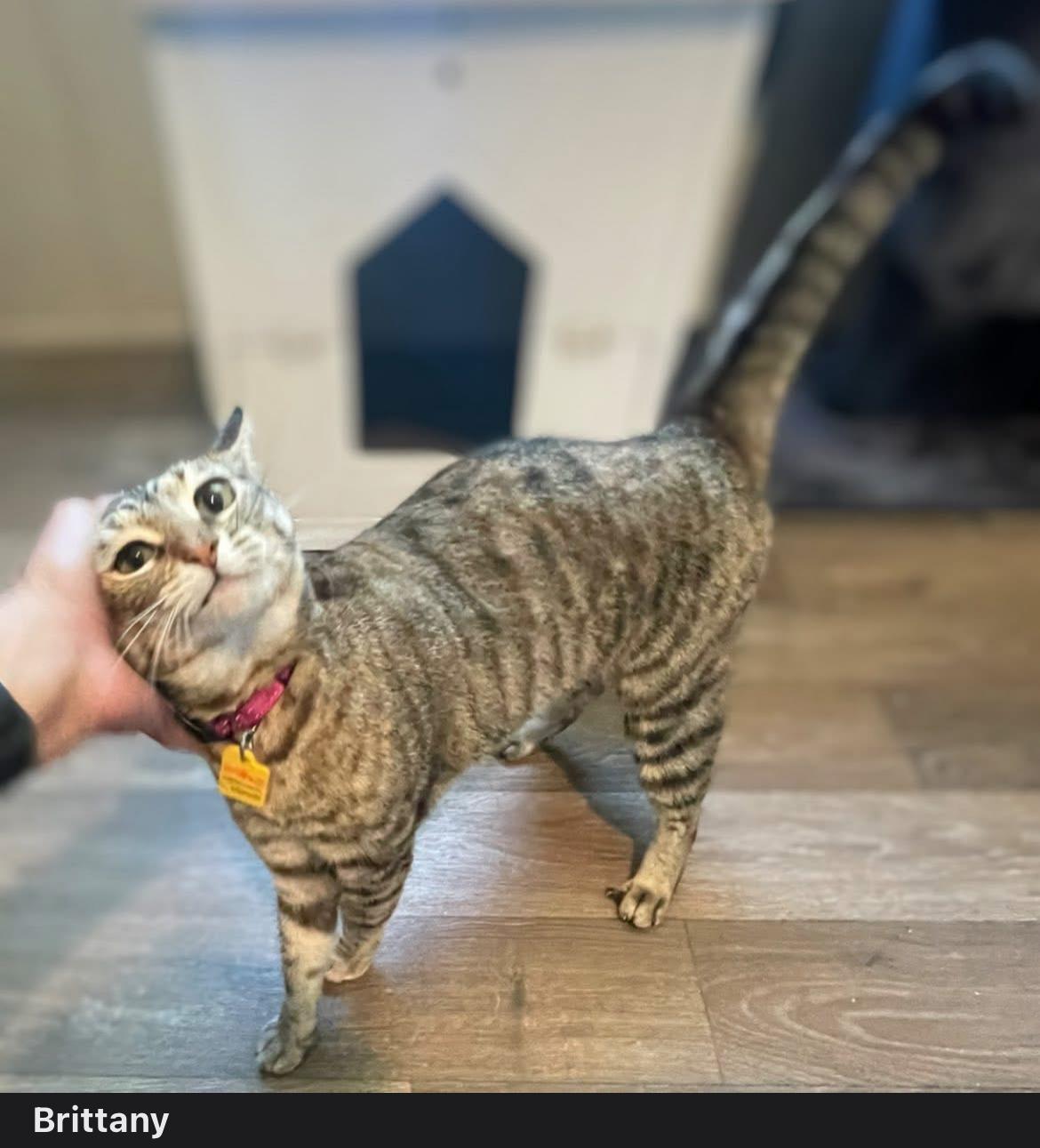 Brittany (The Chipette sisters), Adoptable, Adult Female Tabby.