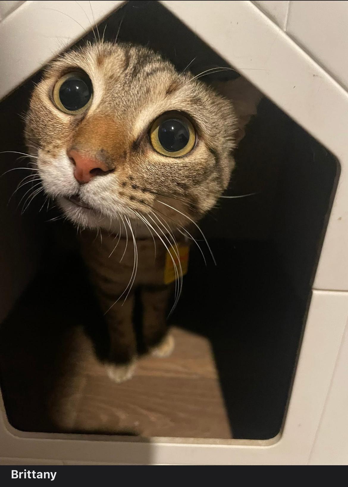 Enlarge Brittany (The Chipette sisters), a Adoptable Tabby in Inez, TX image 2/3