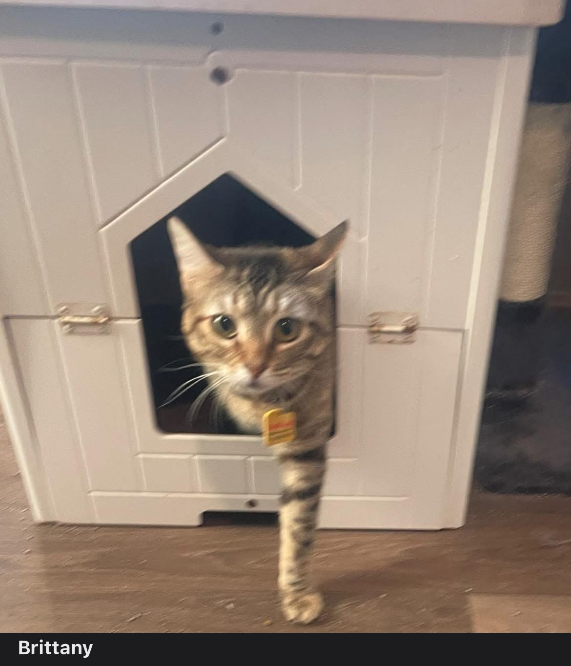 Enlarge Brittany (The Chipette sisters), a Adoptable Tabby in Inez, TX image 3/3