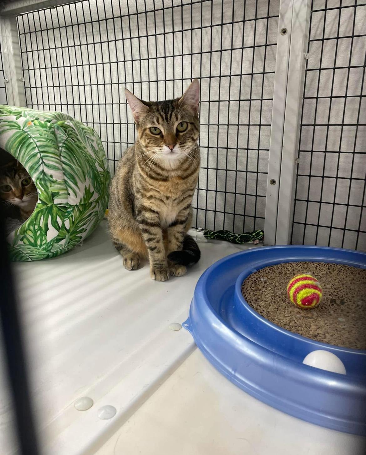 Brittany (The Chipette sisters), an adoptable Tabby in Inez, TX, 77968 | Photo Image 1