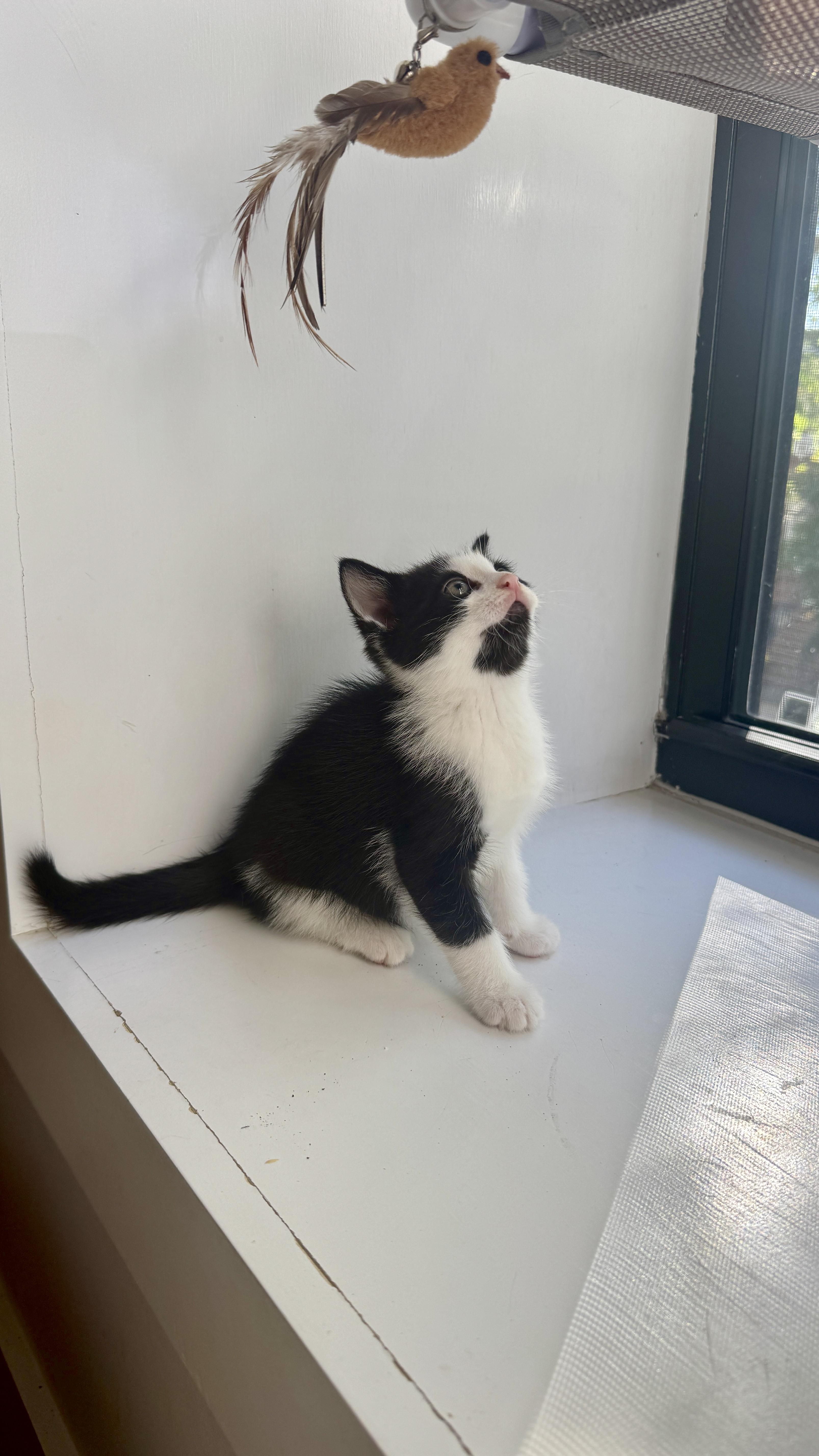 Enlarge Emissons (Shawn), a Adoptable Domestic Short Hair in Brooklyn, NY image 5/6