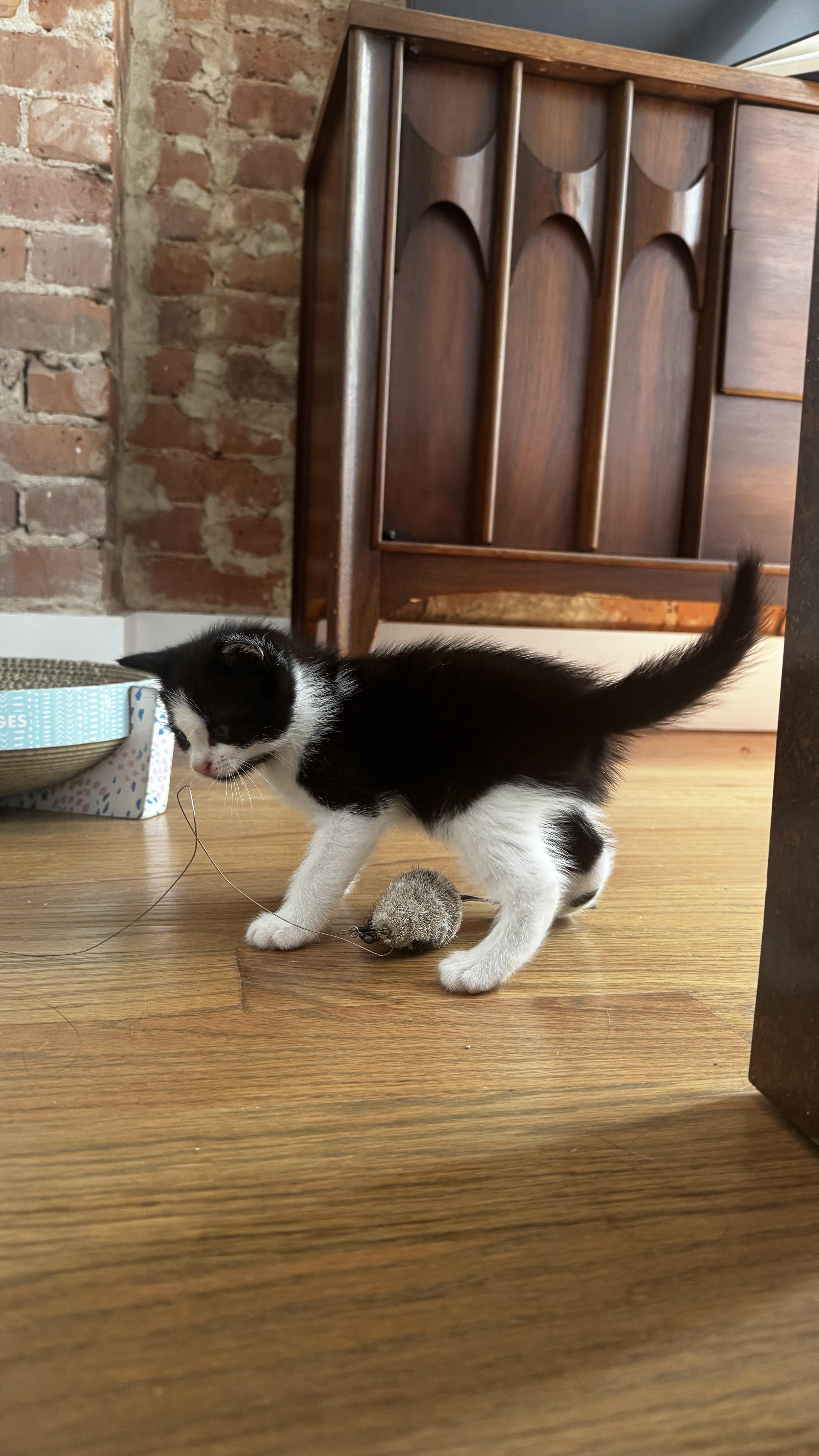 Enlarge Emissons (Shawn), a Adoptable Domestic Short Hair in Brooklyn, NY image 4/6
