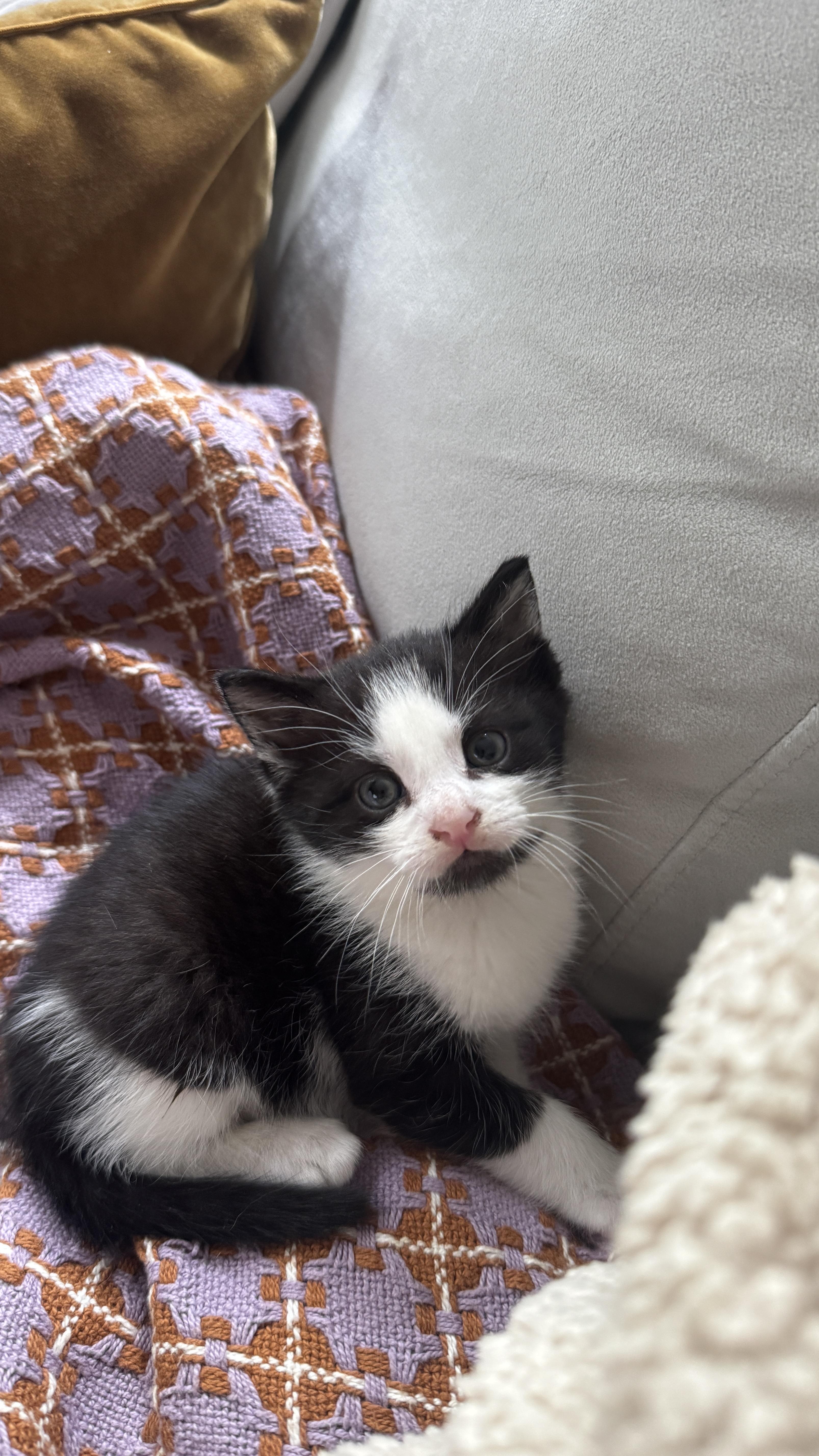 Enlarge Emissons (Shawn), a Adoptable Domestic Short Hair in Brooklyn, NY image 2/6