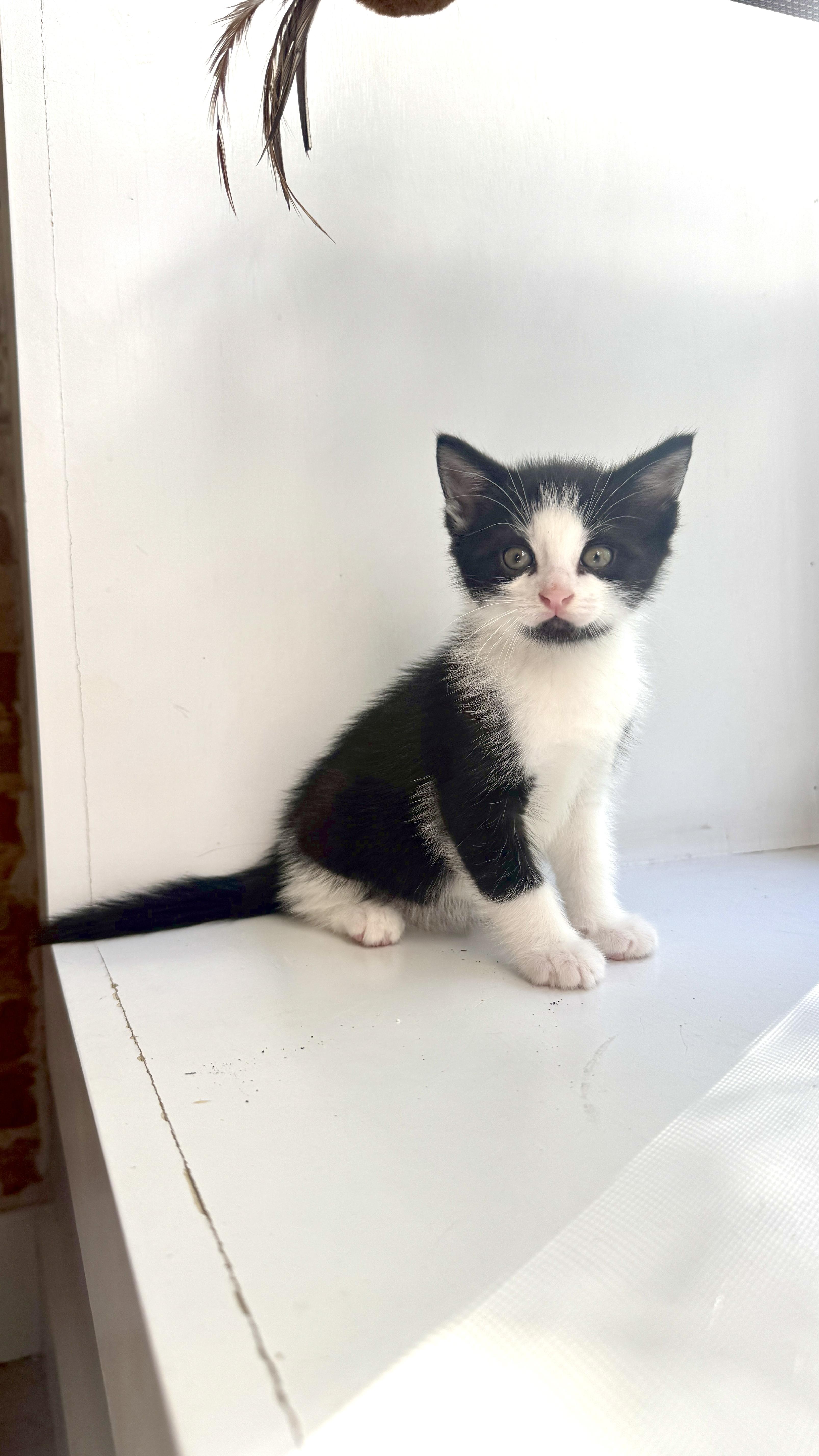 Emissons (Shawn), Adoptable, Kitten Male Domestic Short Hair.