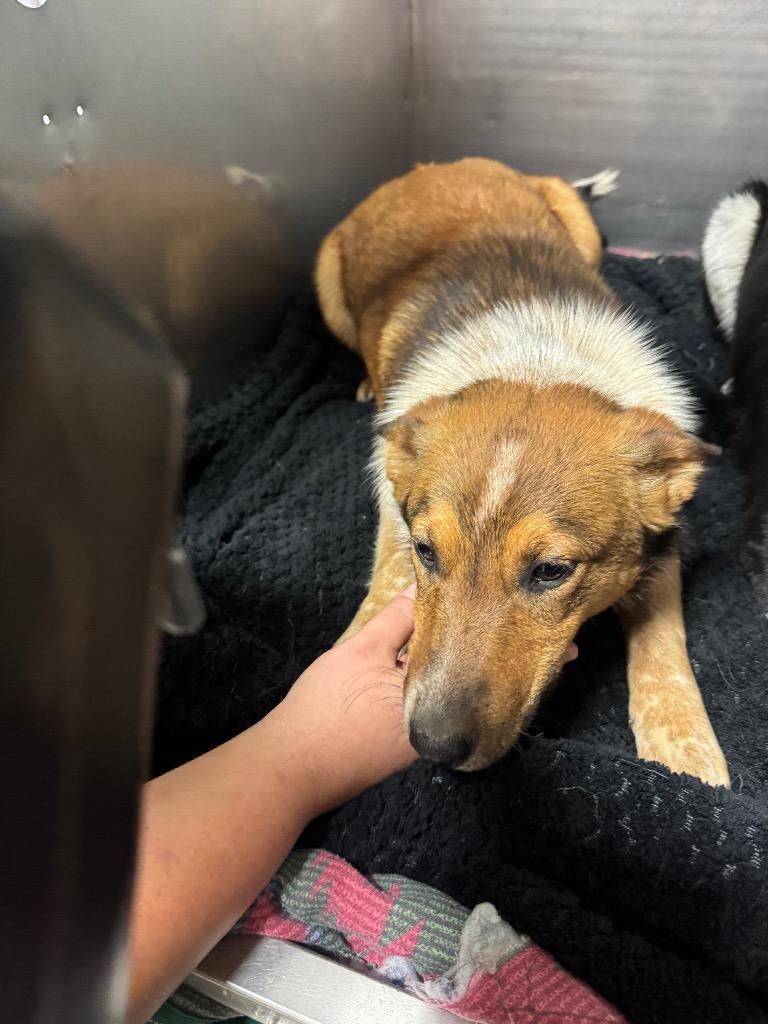 Sergay - Adoptable Awaiting S/N, Adoptable, Young Male Australian Cattle Dog / Blue Heeler.