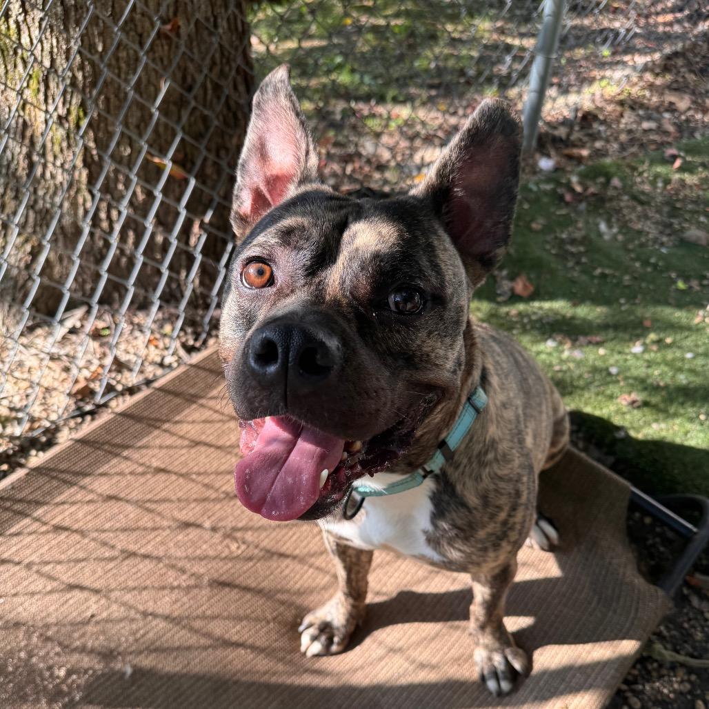 Cedric, Adoptable, Adult Male Pit Bull Terrier.
