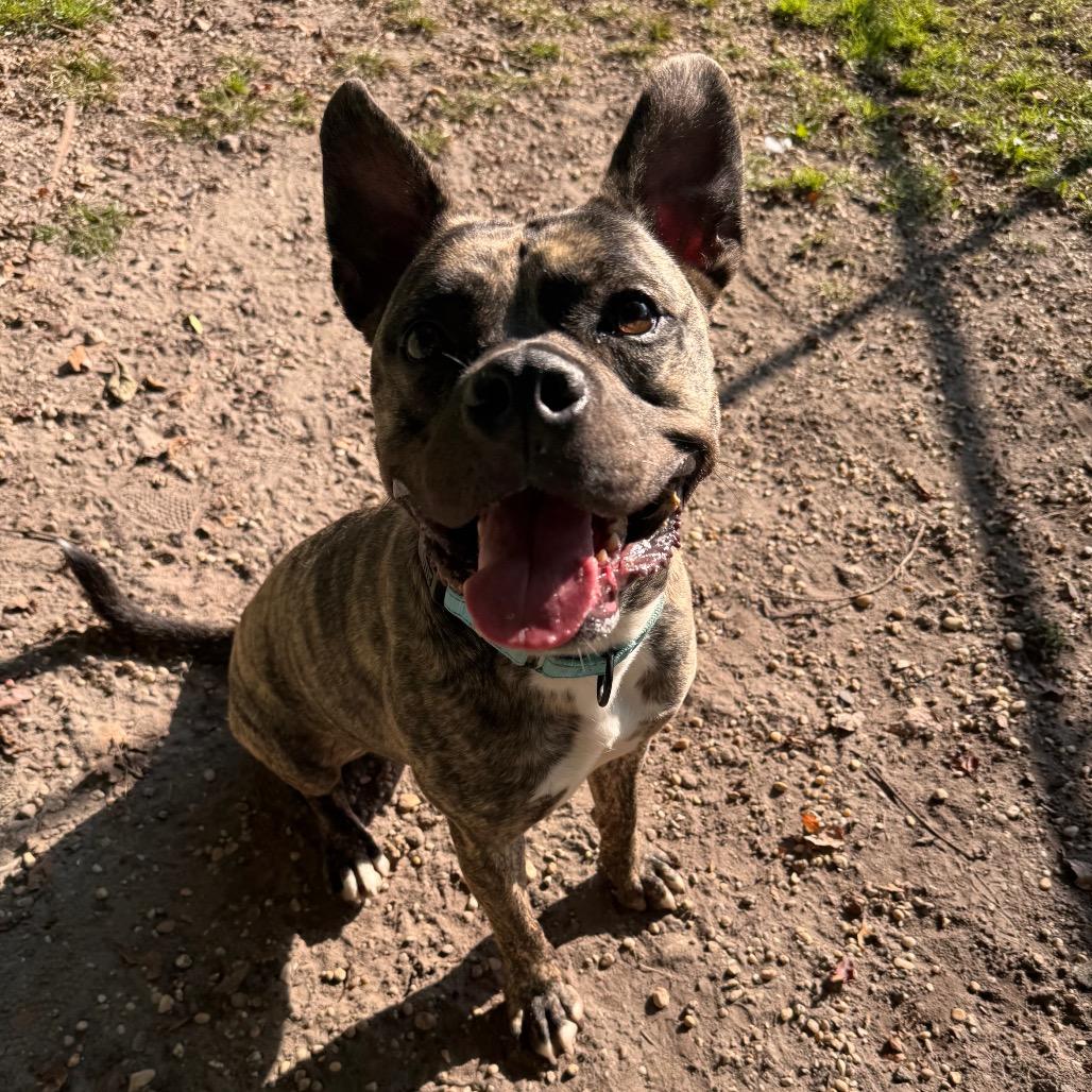 Enlarge Cedric, a Adoptable Pit Bull Terrier in Newark, NJ image 2/5