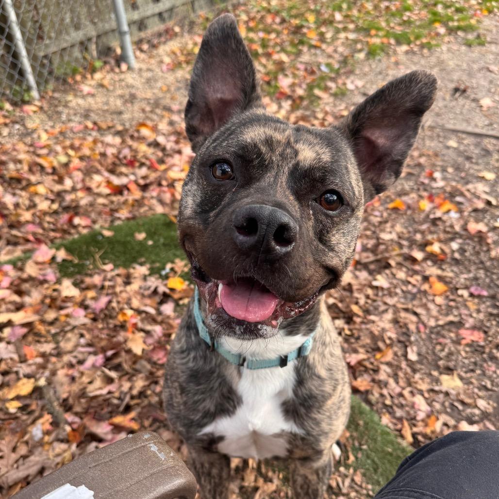 Enlarge Cedric, a Adoptable Pit Bull Terrier in Newark, NJ image 3/5