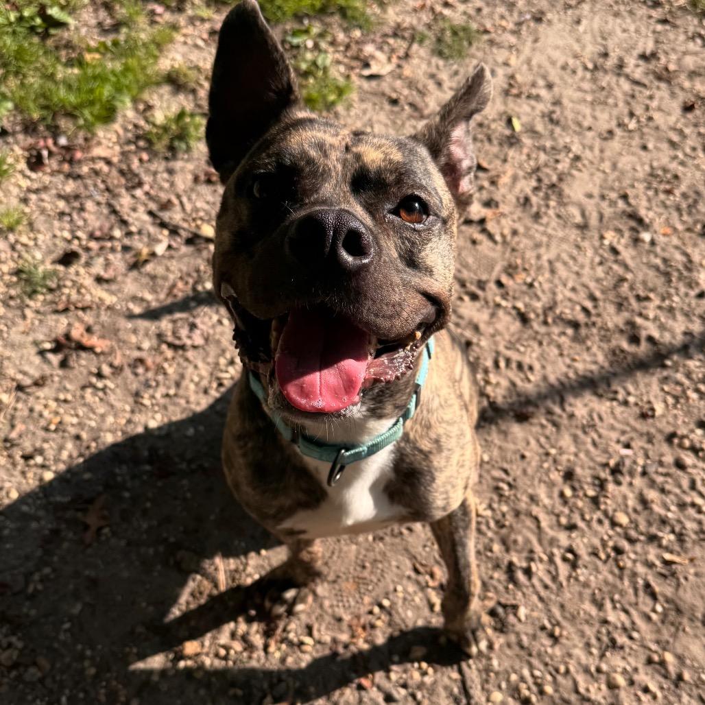 Enlarge Cedric, a Adoptable Pit Bull Terrier in Newark, NJ image 5/5