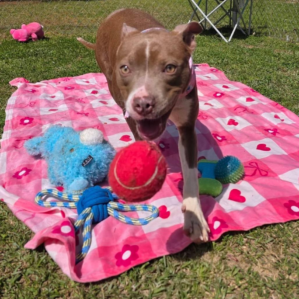 Enlarge Memory, a Adoptable Mixed Breed in Gadsden, AL image 1/6