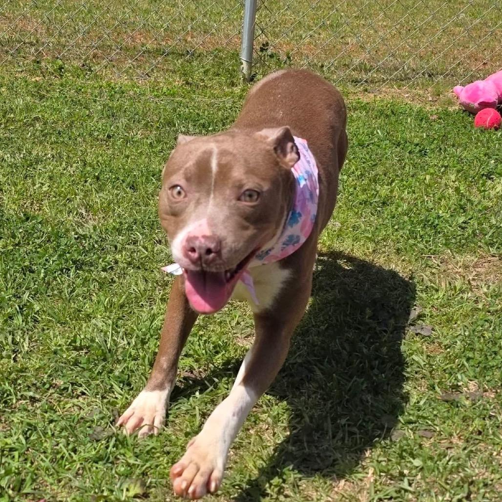 Enlarge Memory, a Adoptable Mixed Breed in Gadsden, AL image 2/6