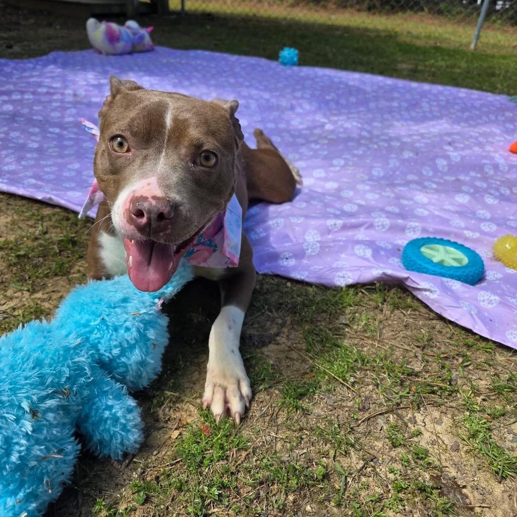 Enlarge Memory, a Adoptable Mixed Breed in Gadsden, AL image 3/6
