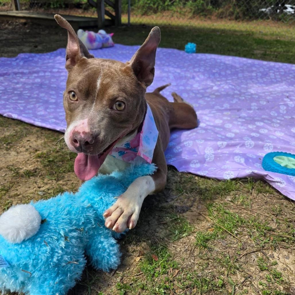 Enlarge Memory, a Adoptable Mixed Breed in Gadsden, AL image 4/6