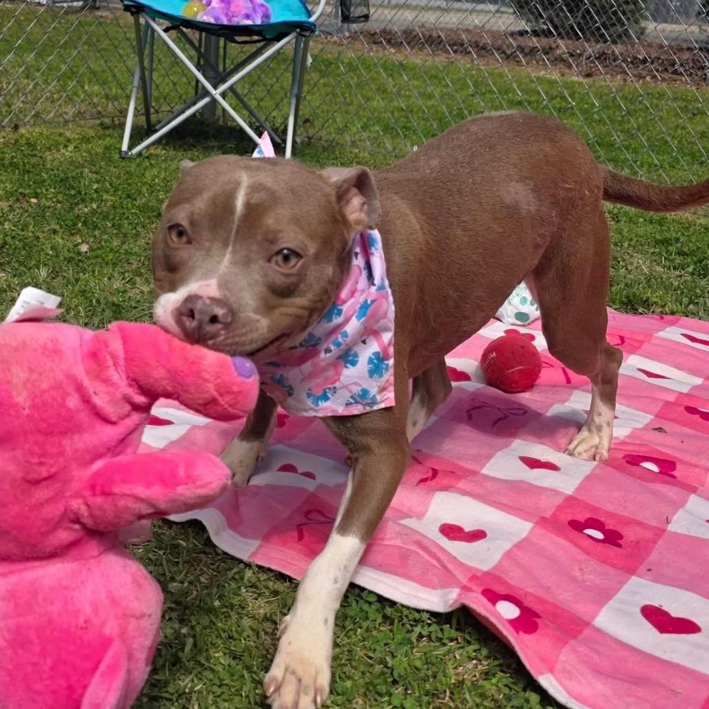 Enlarge Memory, a Adoptable Mixed Breed in Gadsden, AL image 5/6