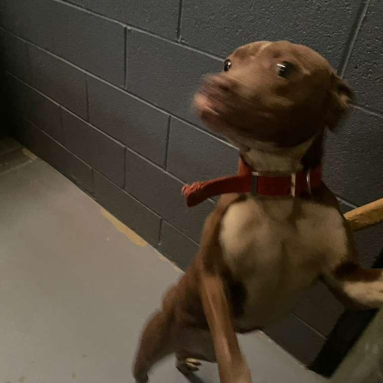 Enlarge Memory, a Adoptable Mixed Breed in Gadsden, AL image 1/1