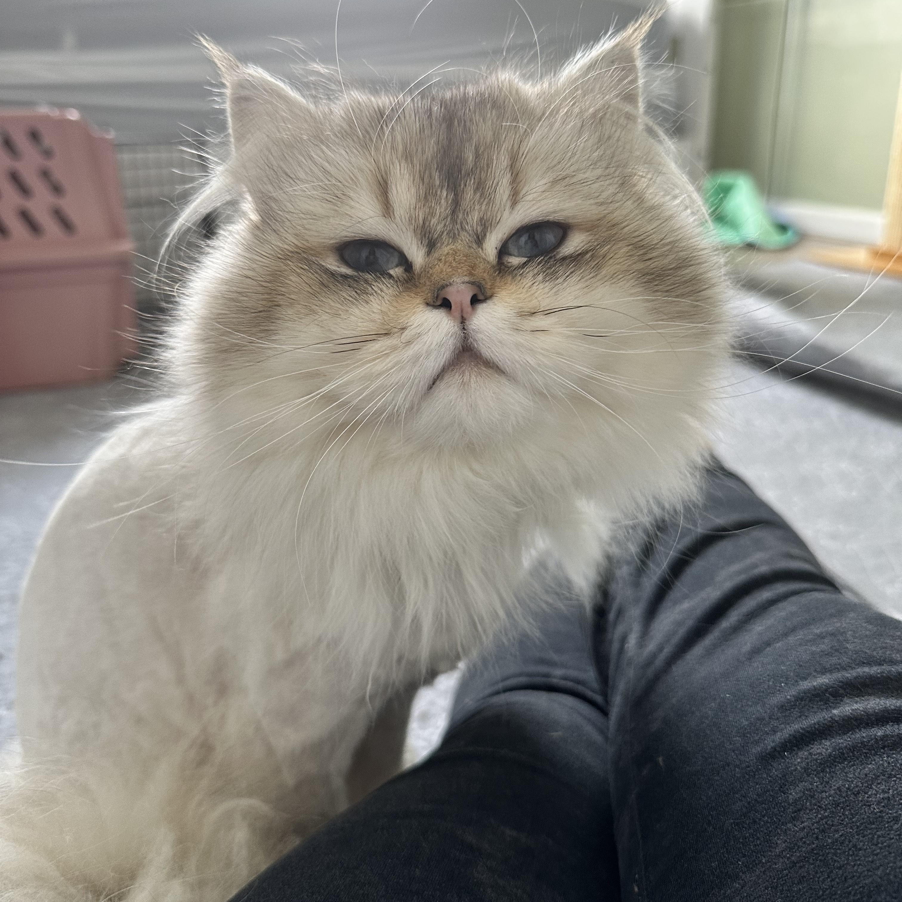 Casper, an adoptable Himalayan in Portland, OR, 97225 | Photo Image 4