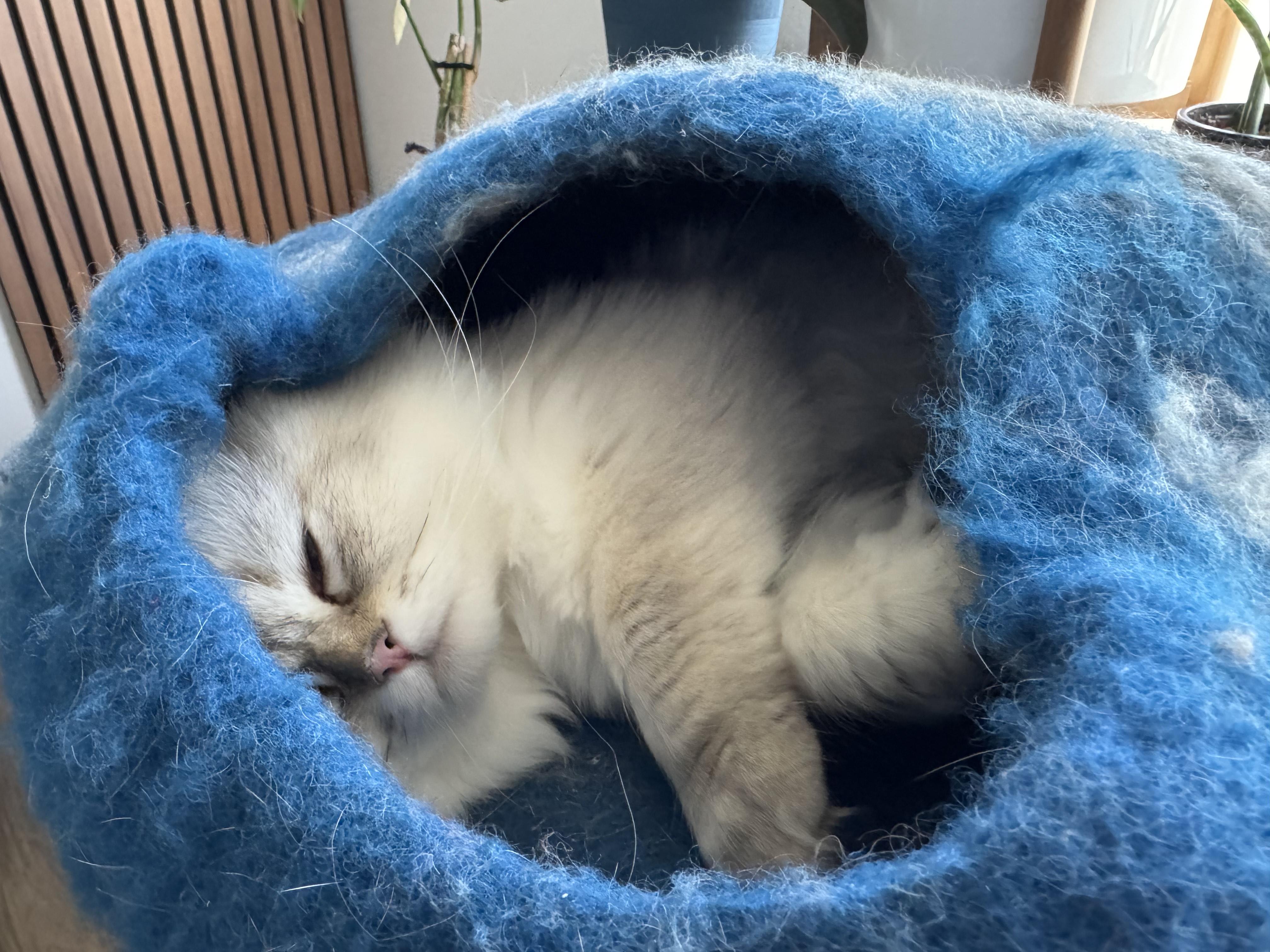 Casper, an adoptable Himalayan in Portland, OR, 97225 | Photo Image 6