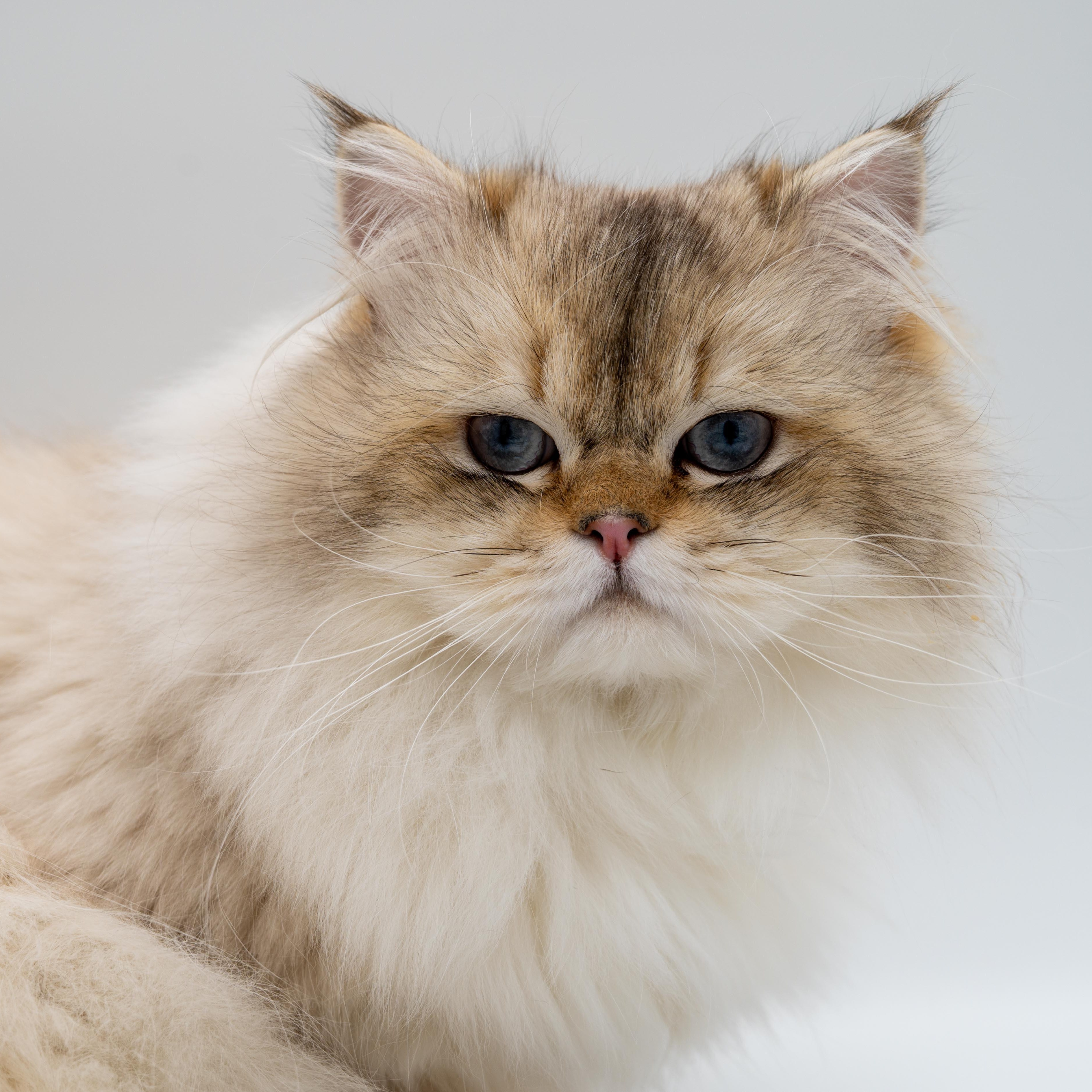 Casper, an adoptable Himalayan in Portland, OR, 97225 | Photo Image 2
