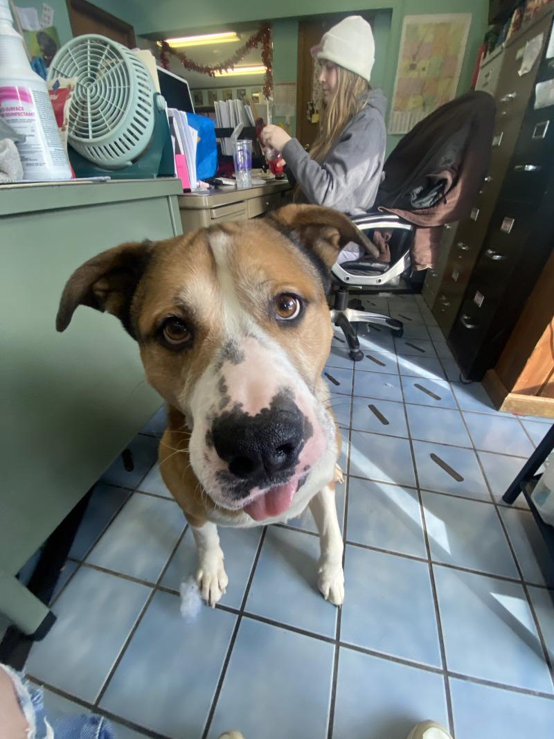 Lou, Adoptable, Young Male American Bulldog & Mixed Breed.