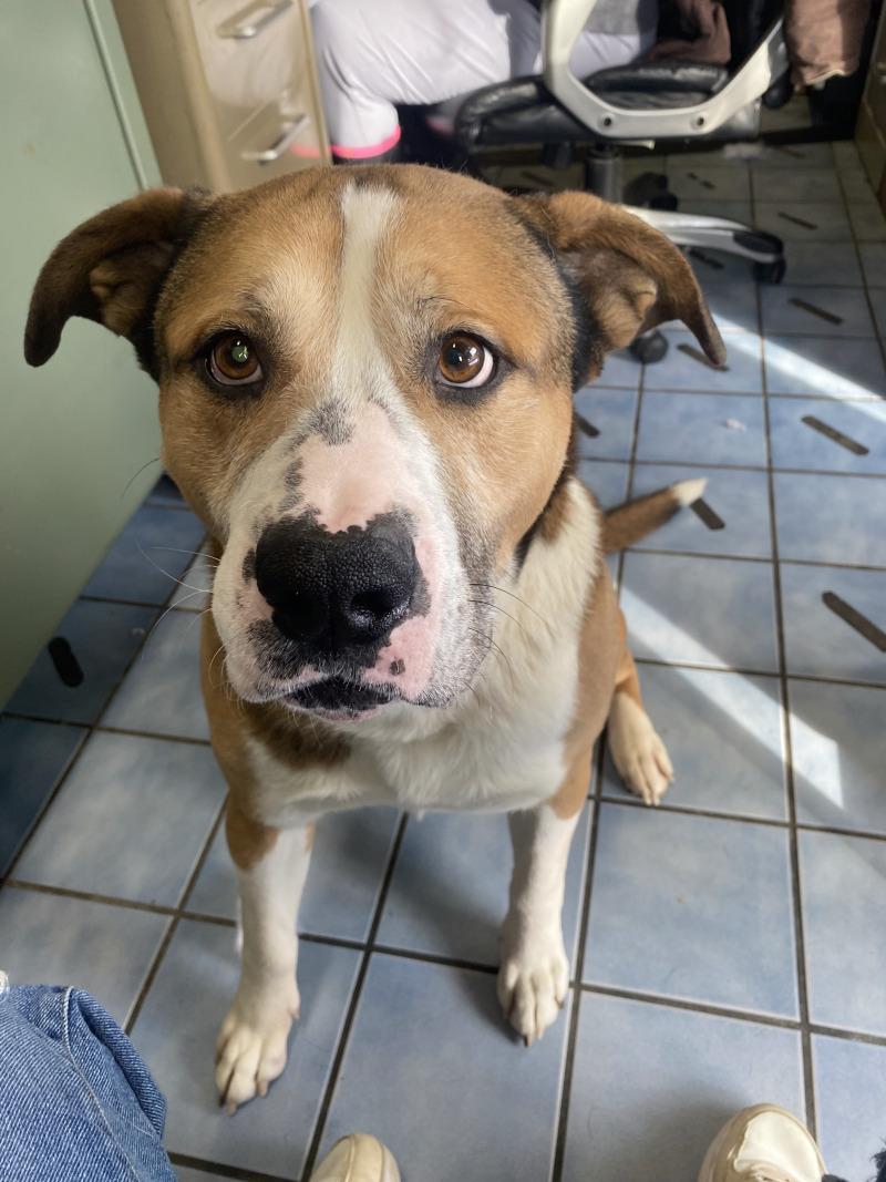 Enlarge Lou, a Adoptable mixed breed in Cortland, NY image 2/6