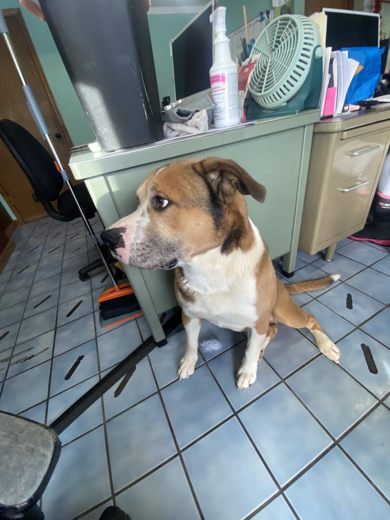 Enlarge Lou, a Adoptable mixed breed in Cortland, NY image 3/6