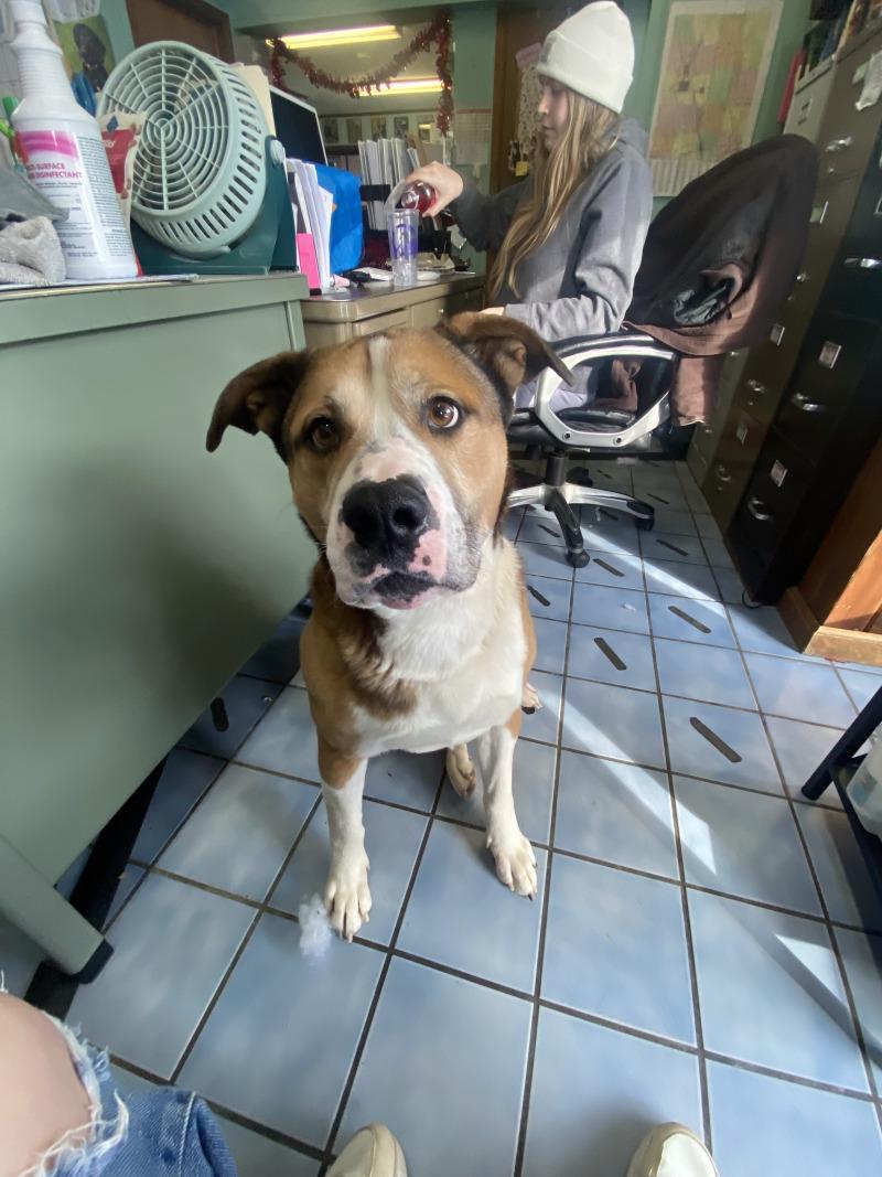 Enlarge Lou, a Adoptable mixed breed in Cortland, NY image 4/6