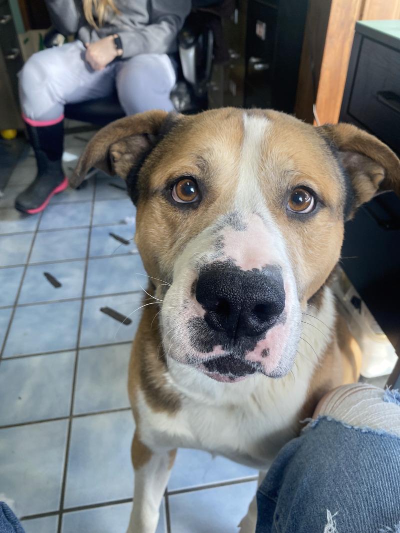 Enlarge Lou, a Adoptable mixed breed in Cortland, NY image 5/6